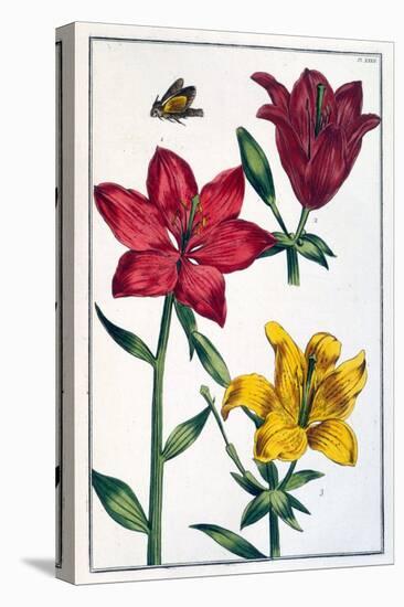 Lys (Lis) Rouge - in “” Histoire Générale Des Insects De Surinam Et De Toute L'europe”” by Maria Si-Maria Sibylla Graff Merian-Stretched Canvas