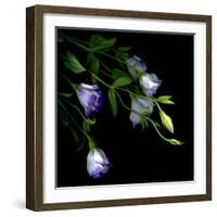 Lysianthus-Art Wolfe-Framed Photographic Print