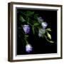 Lysianthus-Art Wolfe-Framed Photographic Print