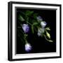 Lysianthus-Art Wolfe-Framed Photographic Print
