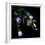 Lysianthus-Art Wolfe-Framed Photographic Print