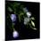 Lysianthus-Art Wolfe-Mounted Photographic Print