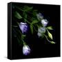 Lysianthus-Art Wolfe-Framed Stretched Canvas