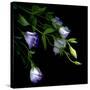 Lysianthus-Art Wolfe-Stretched Canvas