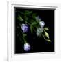 Lysianthus-Art Wolfe-Framed Photographic Print