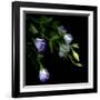 Lysianthus-Art Wolfe-Framed Photographic Print