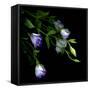 Lysianthus-Art Wolfe-Framed Stretched Canvas