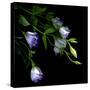 Lysianthus-Art Wolfe-Stretched Canvas