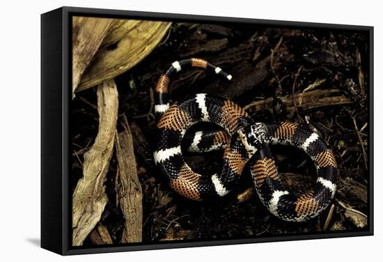 Lystrophis Semicinctus (Hognose Snake)-Paul Starosta-Framed Stretched Canvas