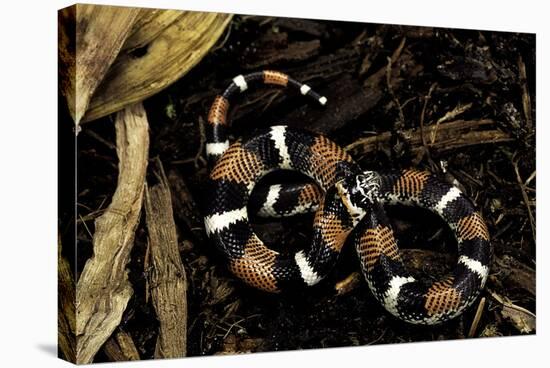 Lystrophis Semicinctus (Hognose Snake)-Paul Starosta-Stretched Canvas