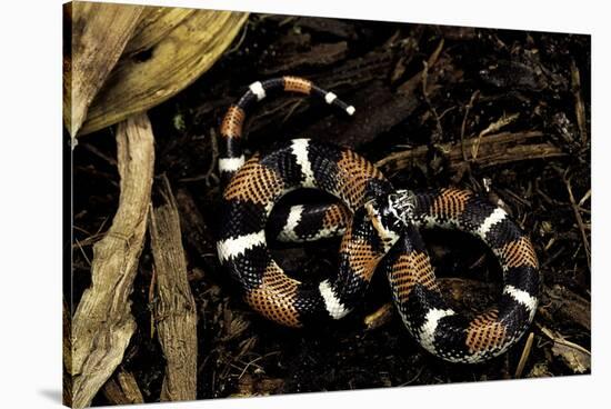 Lystrophis Semicinctus (Hognose Snake)-Paul Starosta-Stretched Canvas