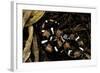Lystrophis Semicinctus (Hognose Snake)-Paul Starosta-Framed Photographic Print