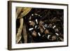 Lystrophis Semicinctus (Hognose Snake)-Paul Starosta-Framed Photographic Print