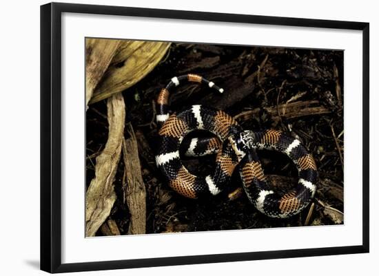 Lystrophis Semicinctus (Hognose Snake)-Paul Starosta-Framed Photographic Print