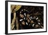 Lystrophis Semicinctus (Hognose Snake)-Paul Starosta-Framed Photographic Print