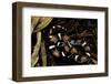 Lystrophis Semicinctus (Hognose Snake)-Paul Starosta-Framed Photographic Print