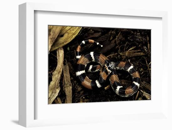 Lystrophis Semicinctus (Hognose Snake)-Paul Starosta-Framed Photographic Print