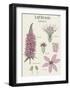 Lythrum-Maria Mendez-Framed Giclee Print