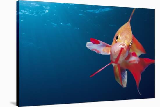 Lytretail Fairy Basslet (Pseudanthias Squamipinnis) Marsa Alam, Red Sea, Egypt-Reinhard Dirscherl-Stretched Canvas