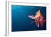 Lytretail Fairy Basslet (Pseudanthias Squamipinnis) Marsa Alam, Red Sea, Egypt-Reinhard Dirscherl-Framed Photographic Print