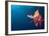 Lytretail Fairy Basslet (Pseudanthias Squamipinnis) Marsa Alam, Red Sea, Egypt-Reinhard Dirscherl-Framed Photographic Print