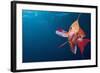 Lytretail Fairy Basslet (Pseudanthias Squamipinnis) Marsa Alam, Red Sea, Egypt-Reinhard Dirscherl-Framed Photographic Print