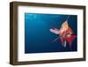 Lytretail Fairy Basslet (Pseudanthias Squamipinnis) Marsa Alam, Red Sea, Egypt-Reinhard Dirscherl-Framed Photographic Print