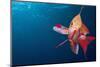 Lytretail Fairy Basslet (Pseudanthias Squamipinnis) Marsa Alam, Red Sea, Egypt-Reinhard Dirscherl-Mounted Photographic Print