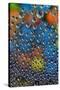 M and M's reflected in dew drops-Darrell Gulin-Stretched Canvas