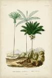 Antique Palm Collection VIII-M. Charles D'Orbigny-Art Print