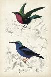 D'Orbigny Birds III-M. Charles D'Orbigny-Art Print