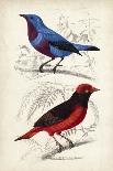 D'Orbigny Birds III-M. Charles D'Orbigny-Art Print