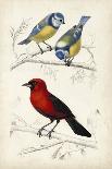 D'Orbigny Birds VI-M. Charles D'Orbigny-Art Print