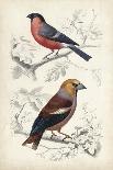 D'Orbigny Birds VI-M. Charles D'Orbigny-Art Print