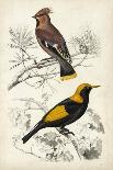 D'Orbigny Birds VII-M. Charles D'Orbigny-Framed Stretched Canvas