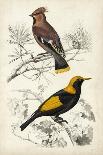 D'Orbigny Birds V-M. Charles D'Orbigny-Art Print