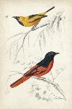 D'Orbigny Birds VI-M. Charles D'Orbigny-Stretched Canvas