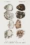 Laminate