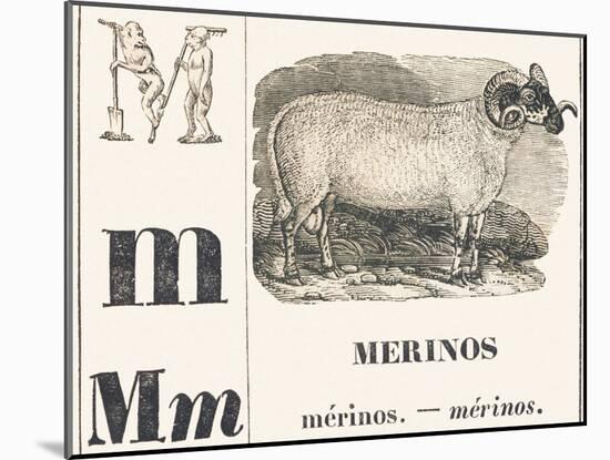 M for Merinos, 1850 (Engraving)-Louis Simon (1810-1870) Lassalle-Mounted Giclee Print