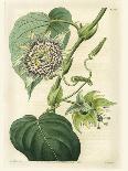 Antique Passionflower II-M. Hart-Framed Art Print