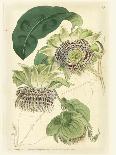 Antique Passionflower II-M. Hart-Art Print