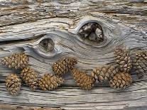 Bosnian Pine (Pinus Leucodermis) Close-Up Fallen Trunk Bark with Cones, Pollino, Basilicata, Italy-M?ller-Stretched Canvas