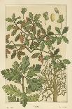 Arts and Crafts Oak-M.P. Verneuil-Art Print