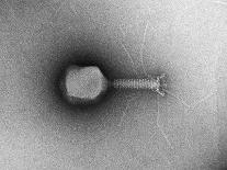 TEM of Single T4 Bacteriophage-M. Wurtz-Mounted Photographic Print