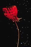 Jellyfish of Cape Hatteras-M. Youngbluth-Laminated Art Print