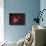 M17, the Omega Nebula-Stocktrek Images-Photographic Print displayed on a wall