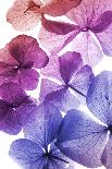 Colorful Flower Petal Closeup-maaram-Art Print