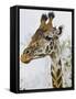 Maasai Giraffe Feeding, Maasai Mara, Kenya-Joe Restuccia III-Framed Stretched Canvas