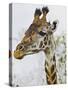 Maasai Giraffe Feeding, Maasai Mara, Kenya-Joe Restuccia III-Stretched Canvas