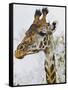 Maasai Giraffe Feeding, Maasai Mara, Kenya-Joe Restuccia III-Framed Stretched Canvas